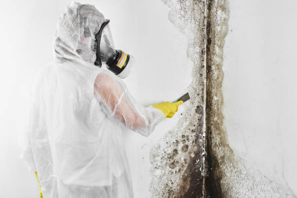 Best Certified Mold Removal  in Gordo, AL