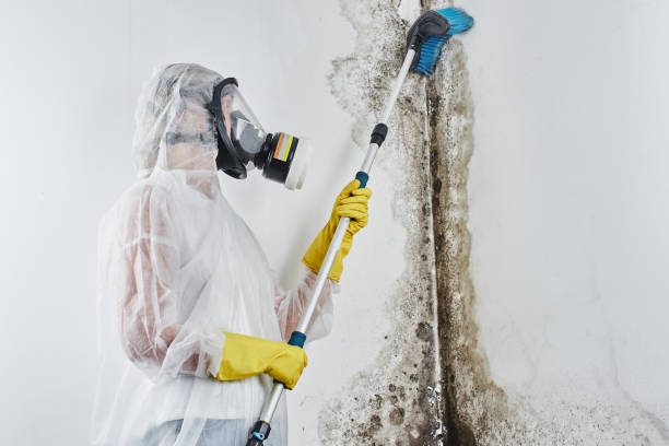 Best Mold Damage Repair  in Gordo, AL