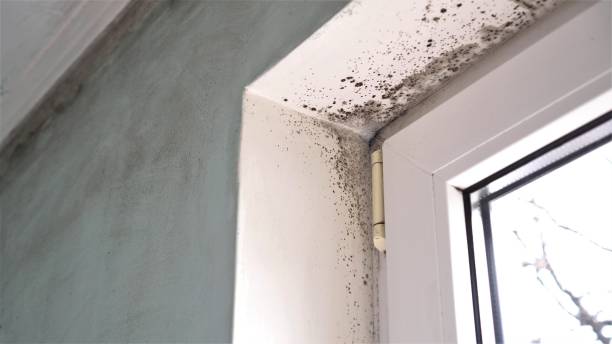 Best Local Mold Removal Service  in Gordo, AL