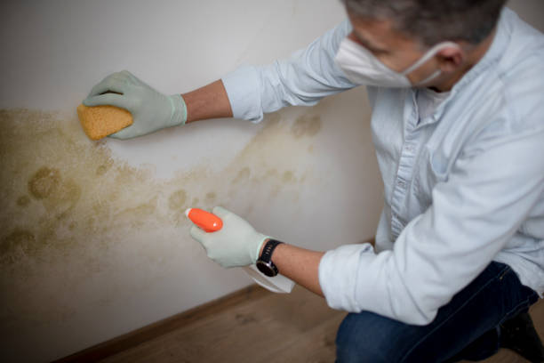 Best Office Mold Removal Services  in Gordo, AL