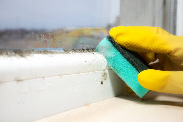 Certified Mold Removal in Gordo, AL