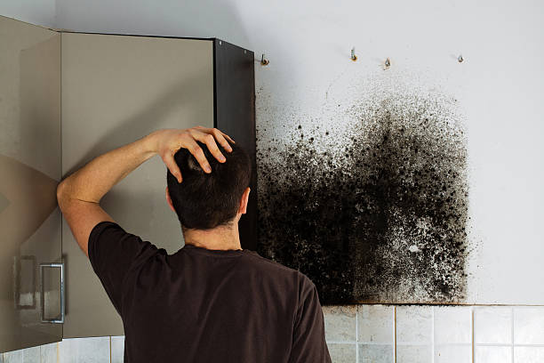 Best Professional Mold Removal  in Gordo, AL