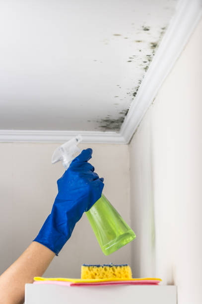 Best Emergency Mold Removal  in Gordo, AL
